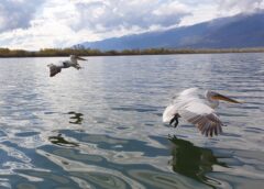 Λίμνη Κερκίνη. Καταφύγιο σπάνιας ομορφιάς